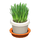 Cat Grass