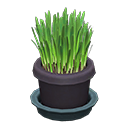 Cat Grass