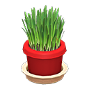 Cat Grass