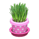 Cat Grass