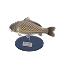 Carp Model