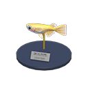 Killifish Model