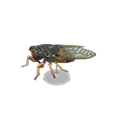 Giant Cicada Model