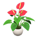 Anthurium Plant