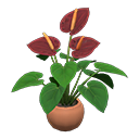 Anthurium Plant