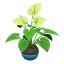 Anthurium Plant