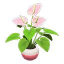 Anthurium Plant