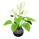 Anthurium Plant