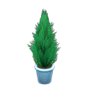 Cypress Plant