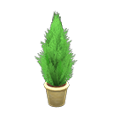 Cypress Plant