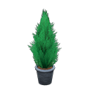 Cypress Plant