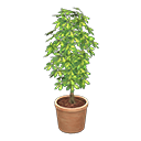 Schefflera