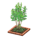 Evergreen Ash