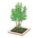 Evergreen Ash