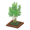 Evergreen Ash