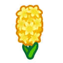 Yellow Hyacinths