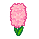 Pink Hyacinths