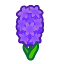 Purple Hyacinths