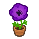 Purple-Windflower Plant