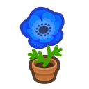 Blue-Windflower Plant