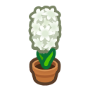 White-Hyacinth Plant