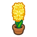 Yellow-Hyacinth Plant