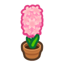 Pink-Hyacinth Plant