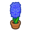 Blue-Hyacinth Plant