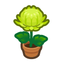 Green-Mum Plant