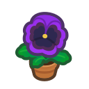 Purple-Pansy Plant