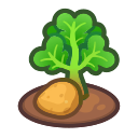 Ripe Potato Plant