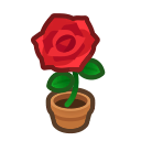 Red-Rose Plant