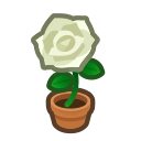 White-Rose Plant