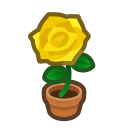 Yellow-Rose Plant