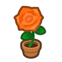 Orange-Rose Plant