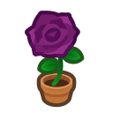 Purple-Rose Plant