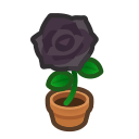 Black-Rose Plant