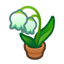 Lily-Of-The-Valley Plant