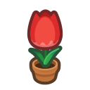 Red-Tulip Plant