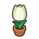 White-Tulip Plant