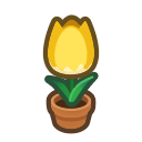 Yellow-Tulip Plant