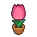 Pink-Tulip Plant