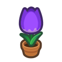 Purple-Tulip Plant