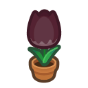 Black-Tulip Plant