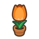 Orange-Tulip Plant