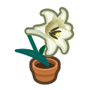 White-Lily Plant