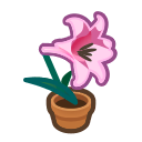 Pink-Lily Plant