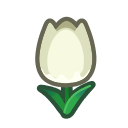 White Tulips