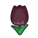 Black Tulips