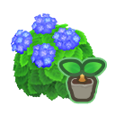 Blue-Hydrangea Start